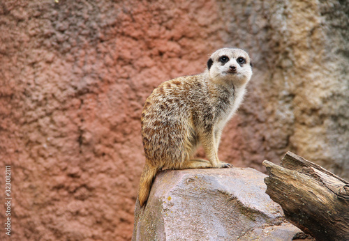 cute meerkat (Suricata suricatta) sitting on the rock and guarding © mysikrysa