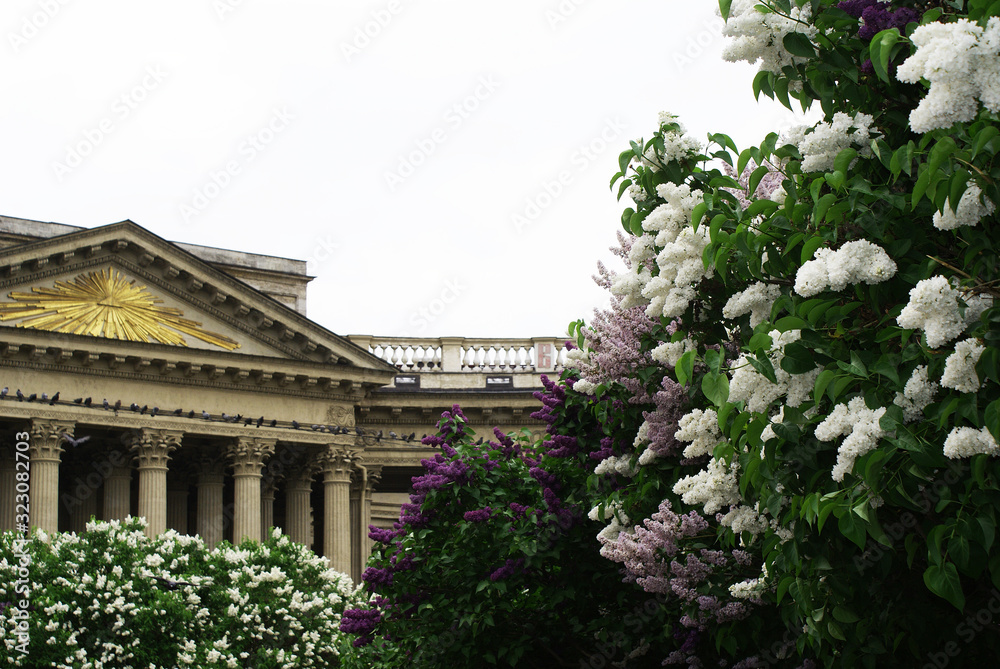 Blooming lilacs in spring, St. Isaac's Cathedral, St. Petersburg. Blooming lilacs in spring, St. Isaac's Cathedral, St. Petersburg.