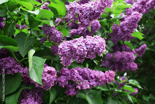 Lilac blossoming tree in spring, spring.
