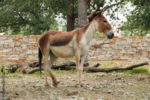the kiang (Equus kiang) living in the ZOO photo