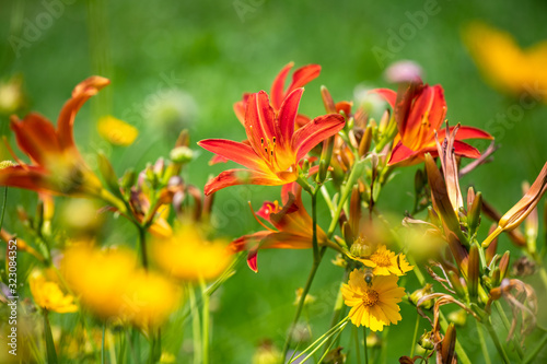 summer flowers sunny day nature flora beauty color abstract