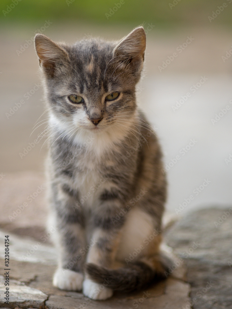 Cute grey kitten sitting on the stone floor outdoor. Cat portrait