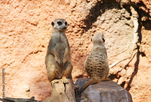 cute meerkats (Suricata suricatta) sitting on the rock and guarding © mysikrysa