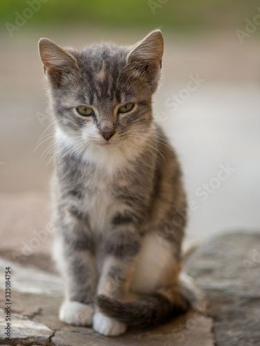 Cute grey kitten sitting on the stone floor outdoor. Cat portrait