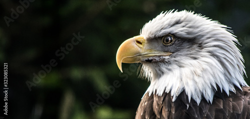 bald eagle Fototapete