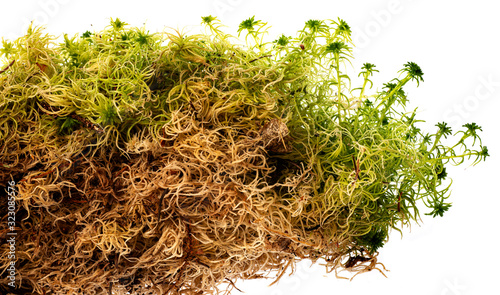 moss - Sphagnum - peat moss close up photo