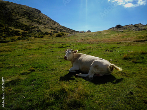 Happy cow in the meadow photo