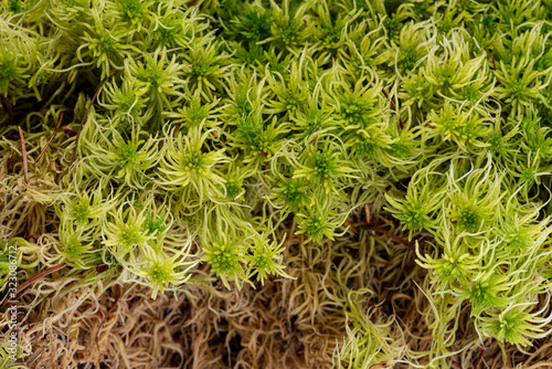 moss - Sphagnum - peat moss close up photo