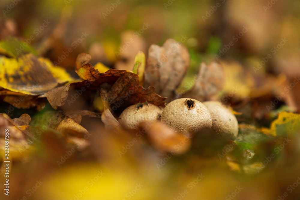 Puffballs in a forest Puffballs in a forest