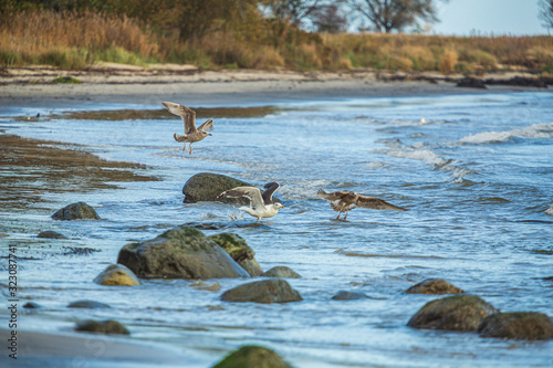 Gulls at a sandy beach on a windy autumn day