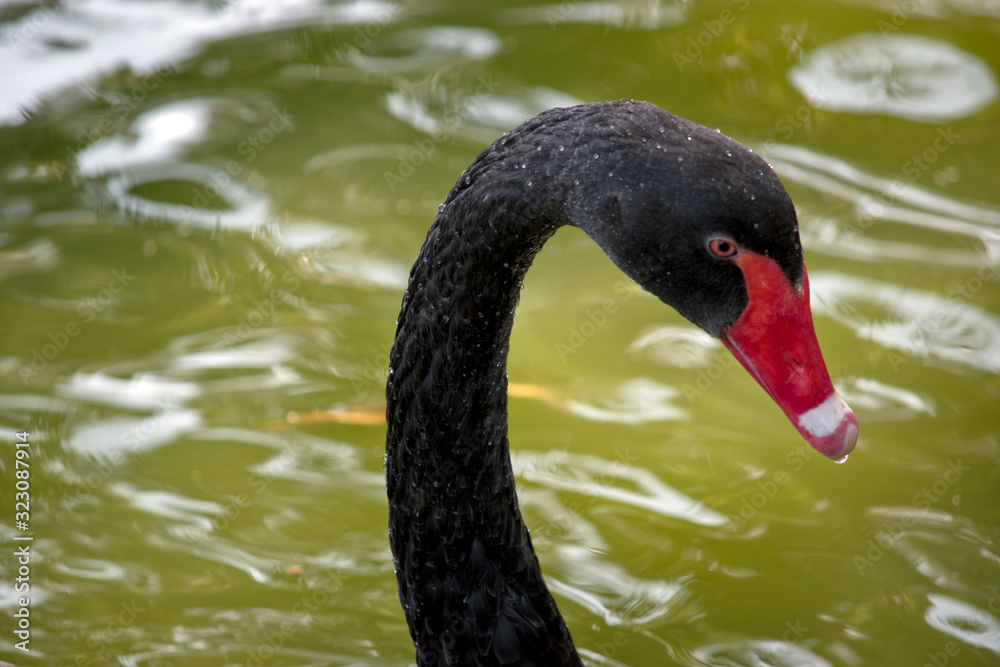 Fototapeta premium this is a side view of a black swan