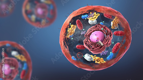 Fotografie, Tablou Components of Eukaryotic cell, nucleus and organelles and plasma membrane - 3d i