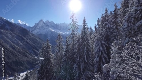 Fascinating aerial drone flight in clear blue sunny sky over snowy pine tree tops in winter forest in Alps mountain
