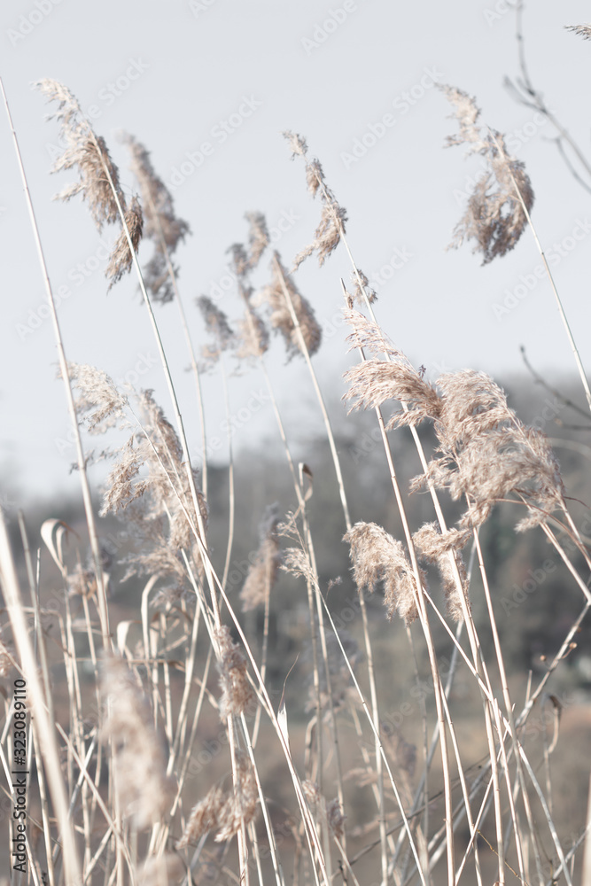 Obraz premium reed in the wind