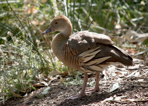 this is a side view of a plumed whistling duck