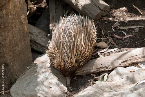 the echidna is digging up ants