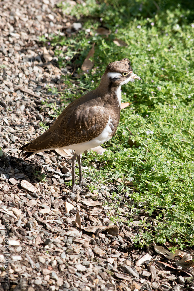 this is a side view of a young banded lapwing this is a side view of a young banded lapwing