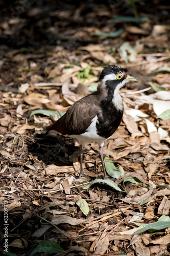 this is a side view of a  banded lapwing