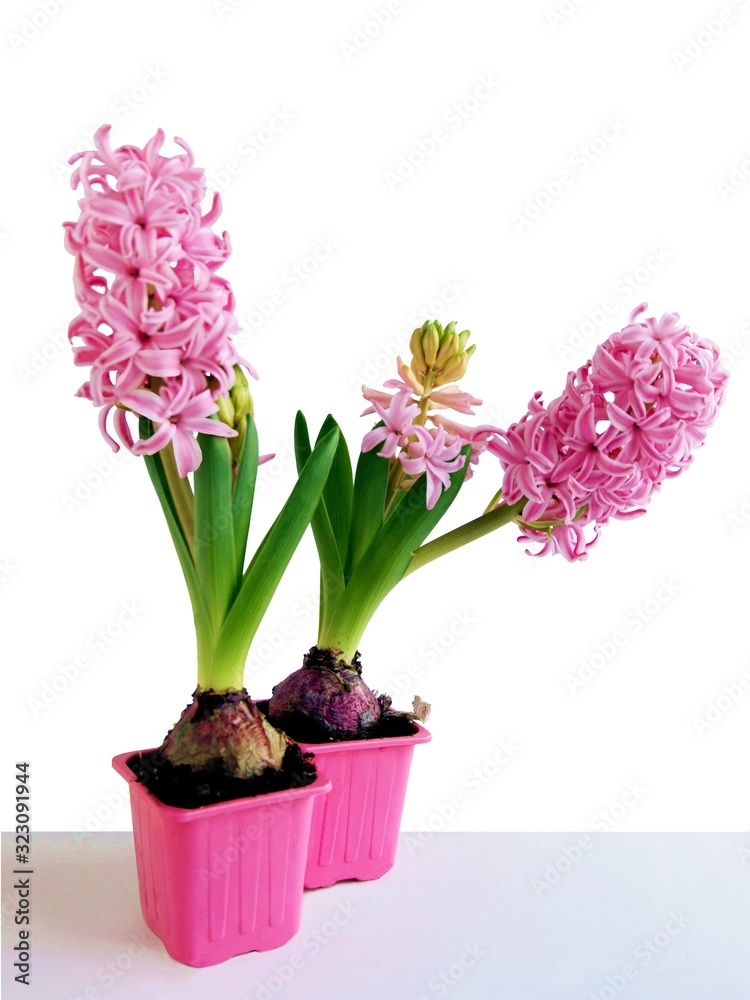 white and pink hyacinth flowers close up