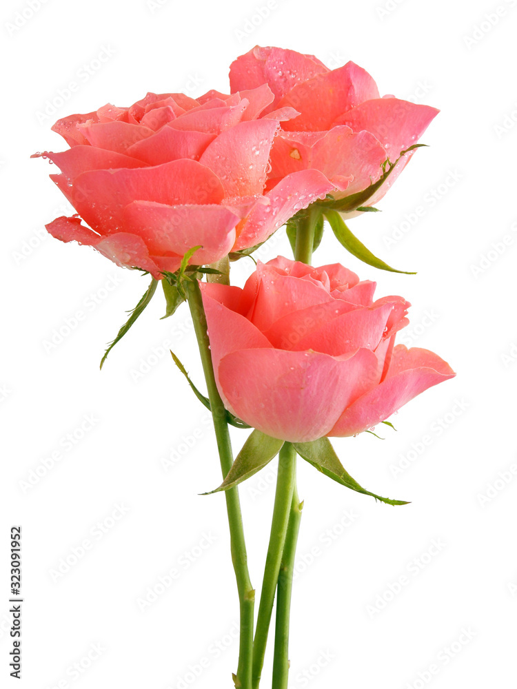 beautiful pink rose close up
