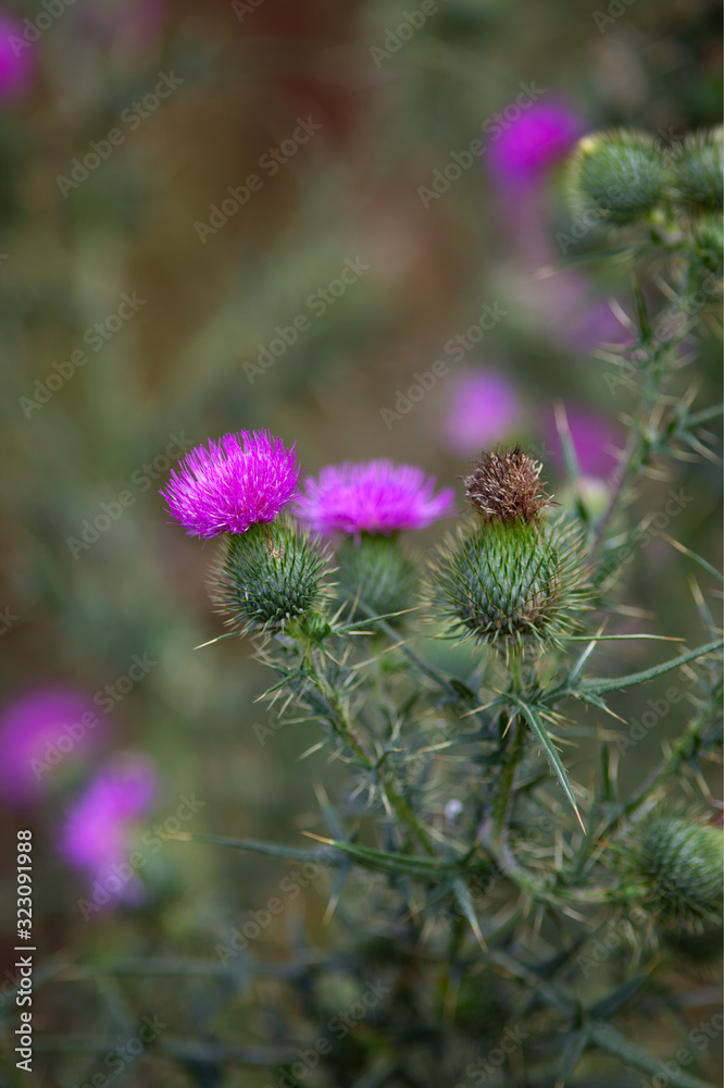 Wollköpfige Kratzdistel, Mönchskrone (Cirsium eriophorum) Distel Pflanze in Blüte Wollköpfige Kratzdistel, Mönchskrone (Cirsium eriophorum) Distel Pflanze in Blüte