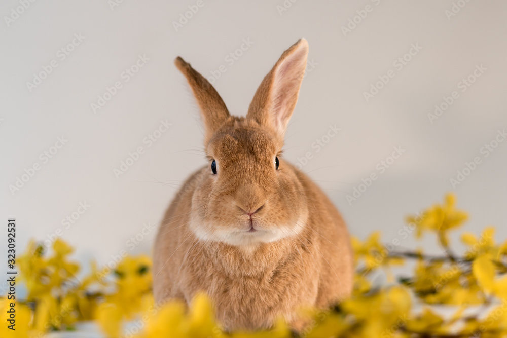 Fototapeta premium Rufus bunny rabbit centered with yellow forsythia flowers Happy Easter room for text