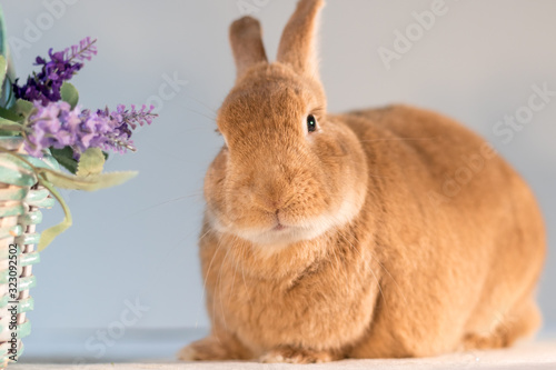 Rufus bunny rabbit next to basket with purple flowers Happy Easter Spring photo