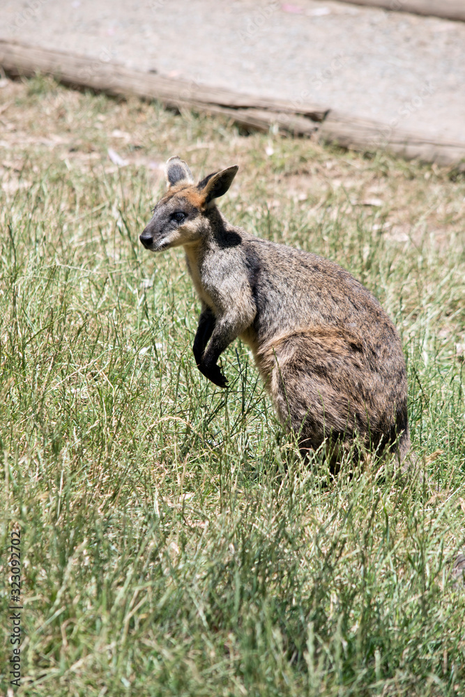 Fototapeta premium this is a side view of a swamp wallaby