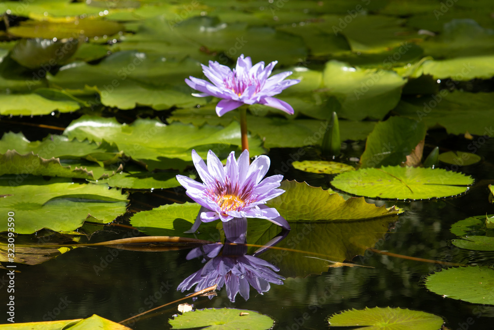 Nénuphar Nénuphar