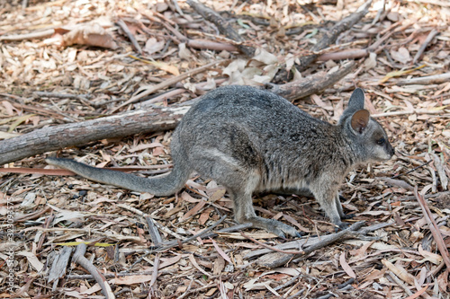 this is a side view of a tammar wallaby