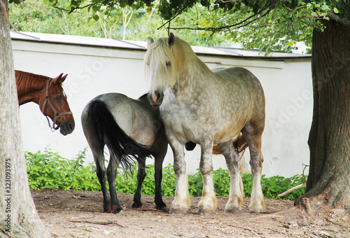 group of horses of various breeds