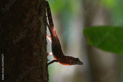 Quadro su tela LAGARTO PINAR  DEL  RIO CUBA