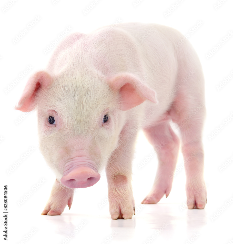 Pig on white Pig on white
