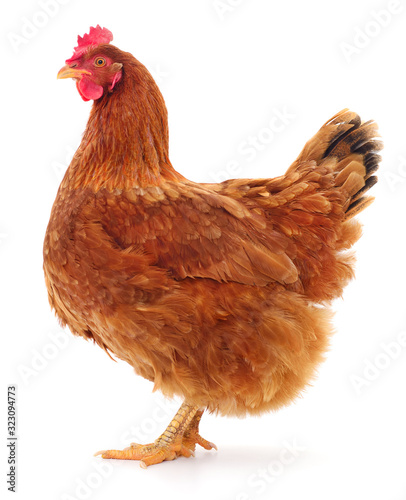 Brown hen isolated. photo