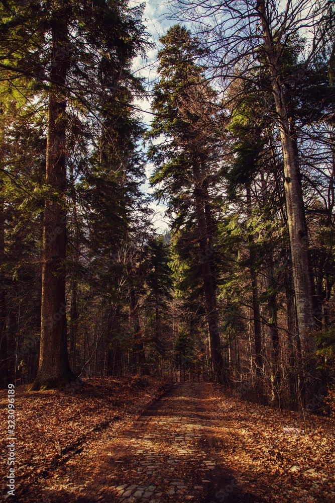 Fototapeta premium Forest path on an autumn sunny day