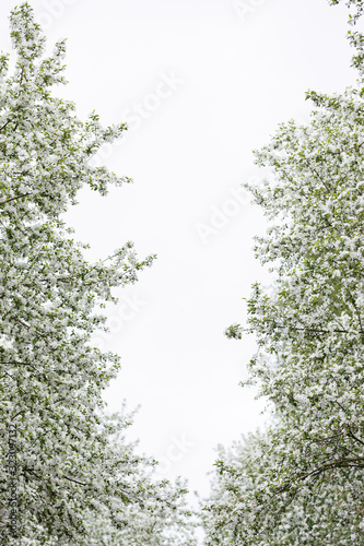 Beautiful blooming apple tree branches in the park against the sky. Branches with white flowers of an apple tree on a flowering tree. Allergy season. The concept of spring. Copy space