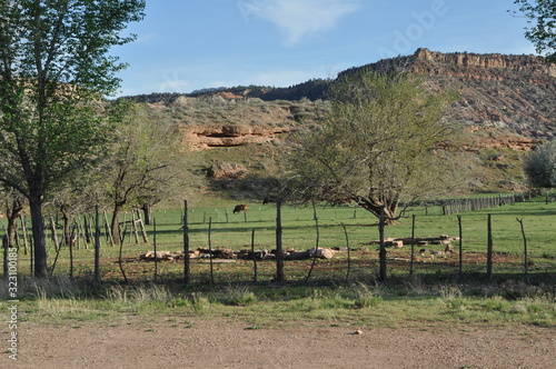 Fototapeta Naklejka Na Ścianę i Meble -  Cattle Field near Grafton Ghost Town Utah