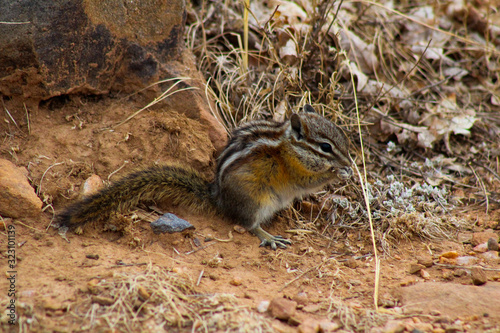 Chipmunk © Dakota R. Kuhlman