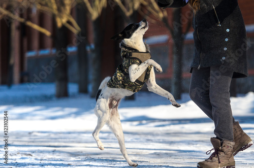 The dog listens to the owner and jumps up, a detailed photo of a basenji in winter © FellowNeko