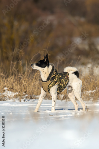 Full length basenji dog stands in the snow on the horizon