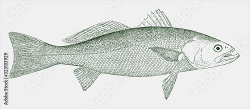 Weakfish cynoscion regalis, marine fish from the Atlantic Ocean in side view