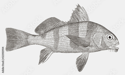 Black drum fish, pogonias cromis in side view