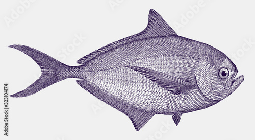 Atlantic pomfret or ray's bream, brama in side view