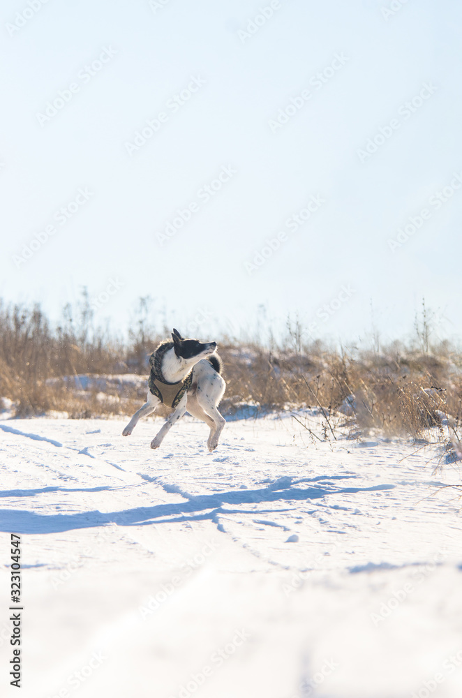 Naklejka premium Basenji dog in the snow performs a jump command, photo is in the air