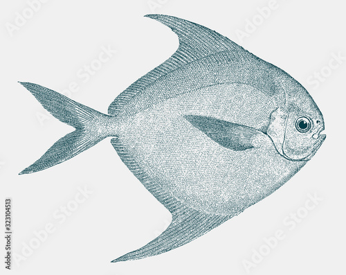 American harvestfish peprilus paru, a fish from the atlantic ocean in side view