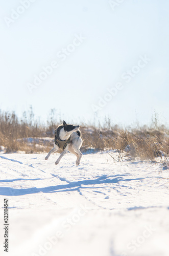 Basenji dog in the snow performs a jump command  photo is in the air