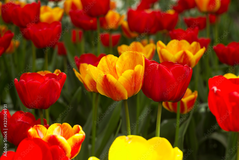 A lot of bright red and orange tulips blooms in the spring in the garden. Many flowers, background A lot of bright red and orange tulips blooms in the spring in the garden. Many flowers, background