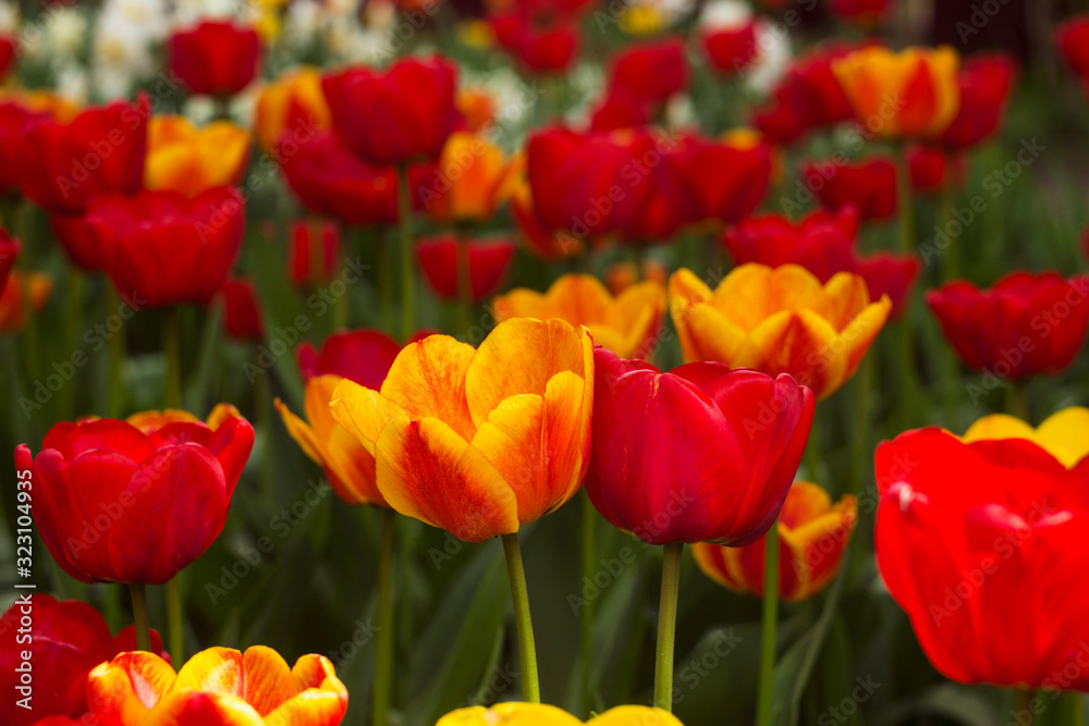 A lot of bright red and orange tulips blooms in the spring in the garden. Many flowers, background