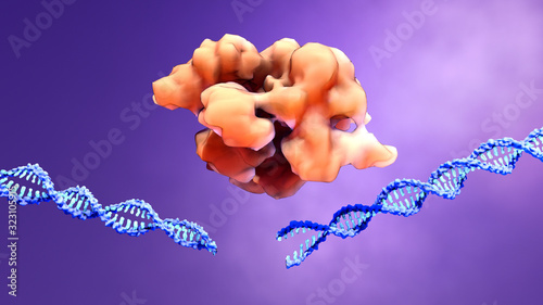 CRISPR-Cas9 proteins recognize and cut foreign pathogenic DNA photo