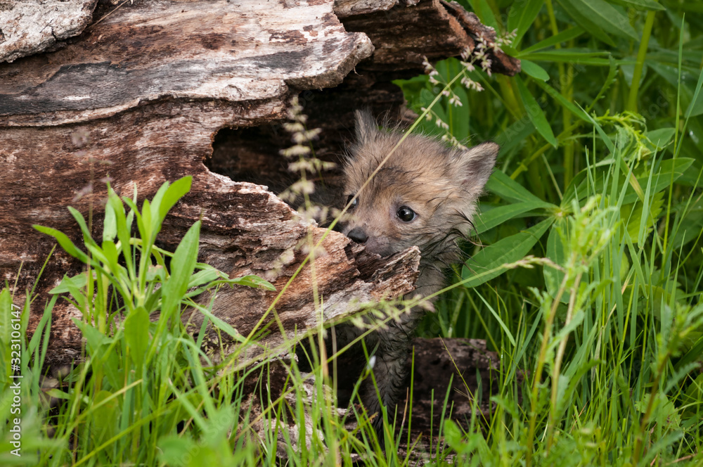 Red Fox (Vulpes vulpes) Kit Peeps Out of Log Summer Red Fox (Vulpes vulpes) Kit Peeps Out of Log Summer